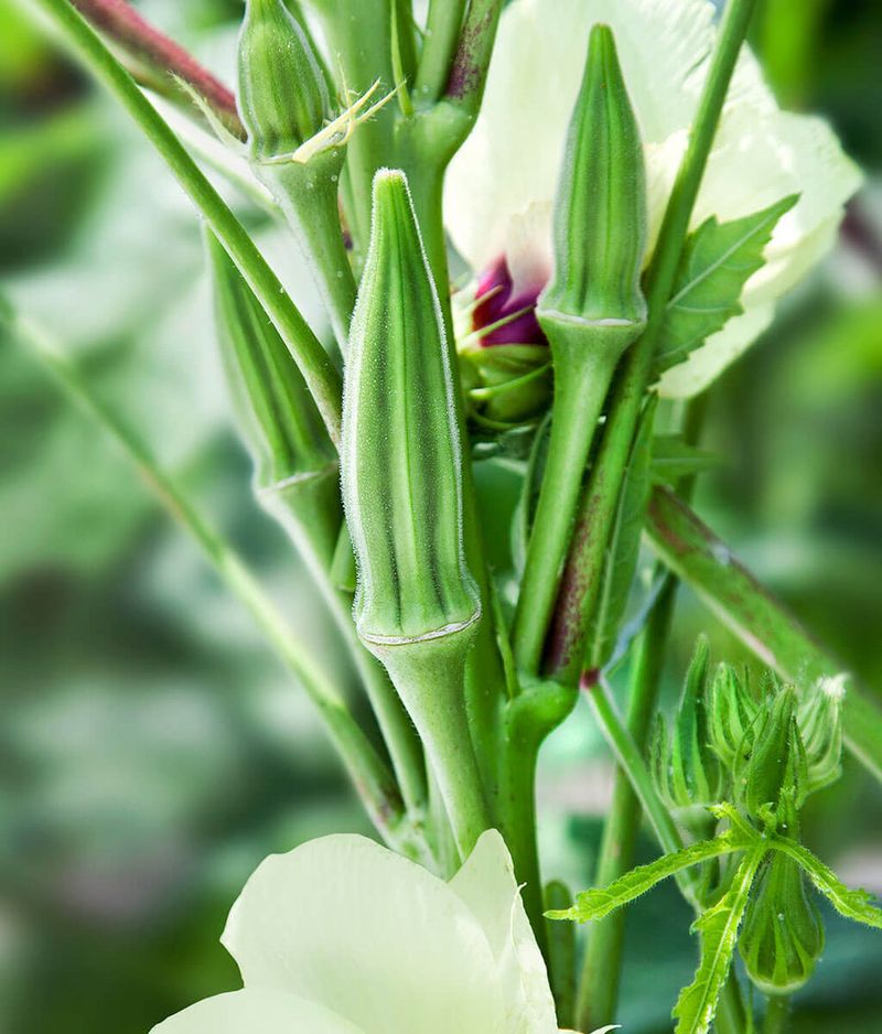 Clemson Spineless Okra Loves Florida Summers