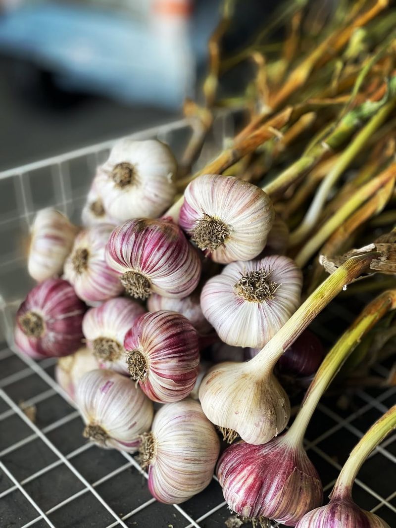 Harvest Garlic Bulbs When Lower Leaves Turn Brown