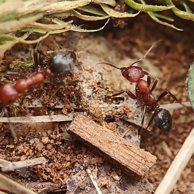 Remove Food Sources That Attract Ants Early In The Season