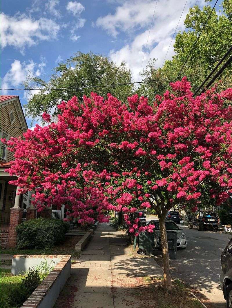 Improved Flower And Fruit Production