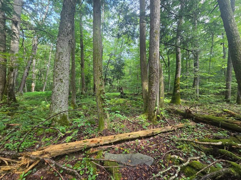 Delaware State Forest