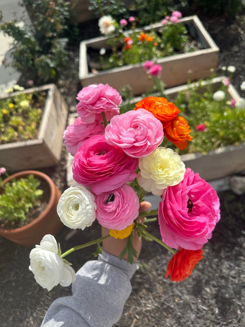 Cut Flowers Often To Encourage More Blooms