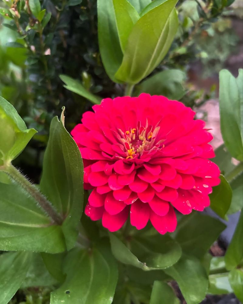 Warm-Season Annuals Grow Best Once Soil Becomes Consistently Warm