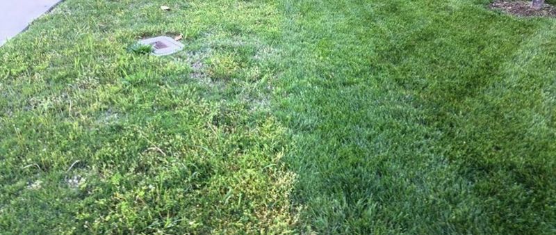 A Too Short Mow Opens The Door To Stress And Weeds