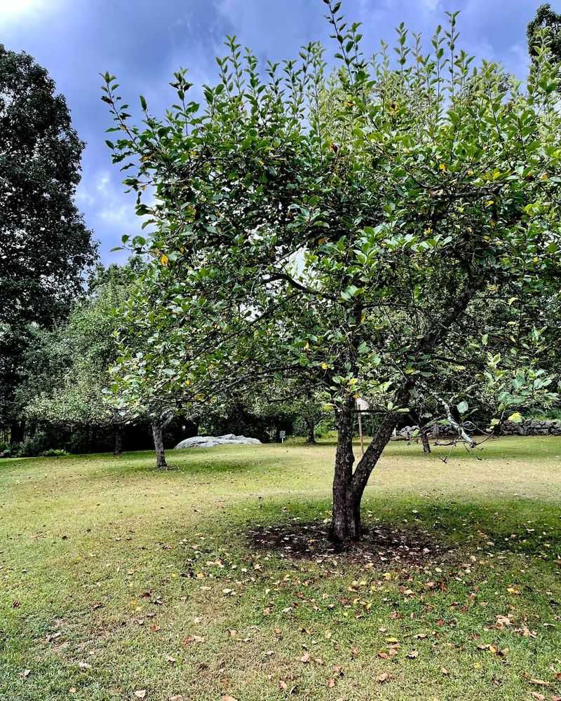 Spring Fruit Trees Promising Juicy Harvests