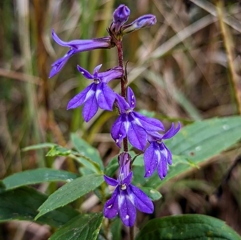 Lobelia For Bright Blue Blooms