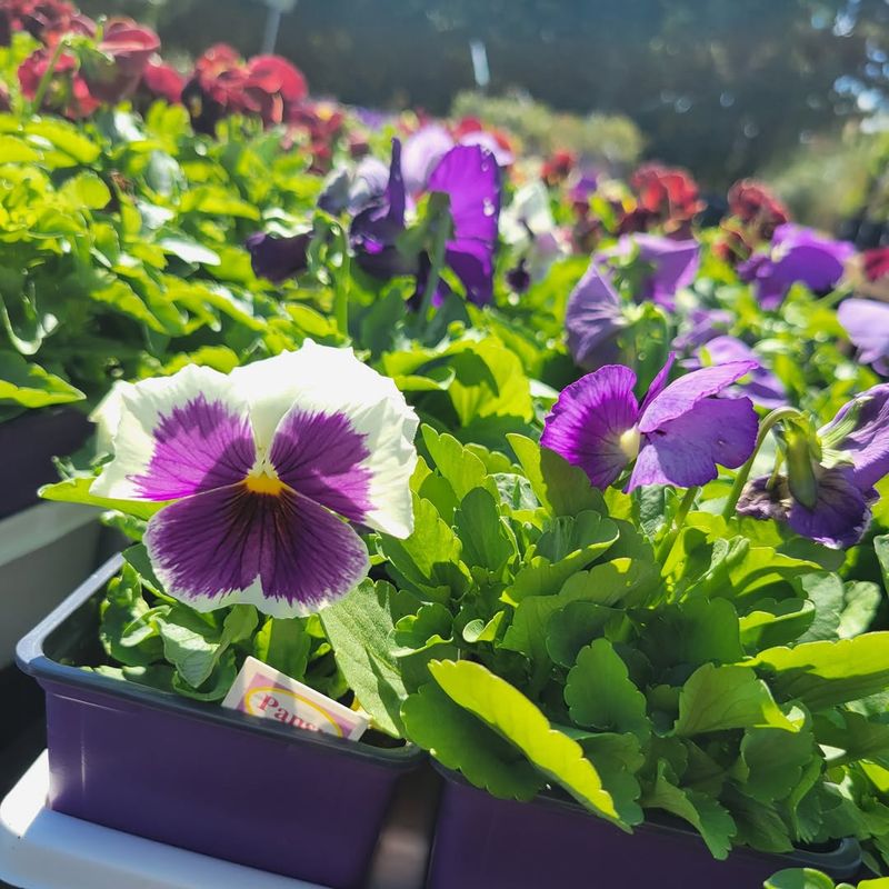 Pansies And Violas