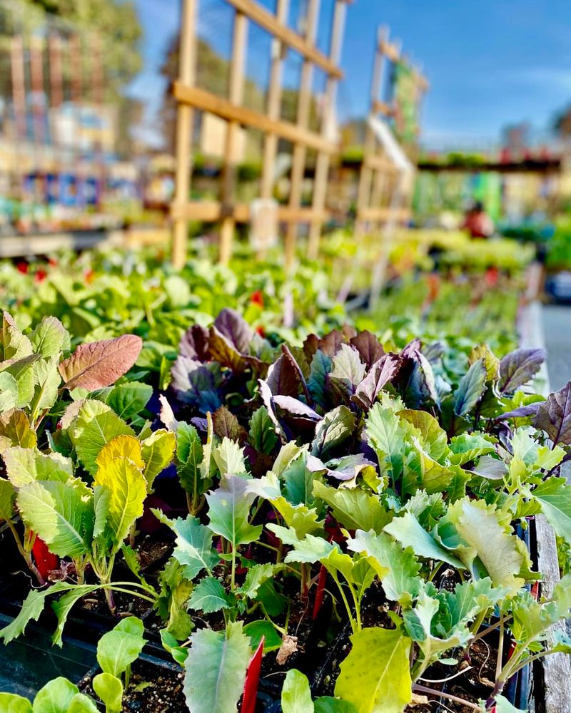 Root Crops Follow Cool-Season Greens