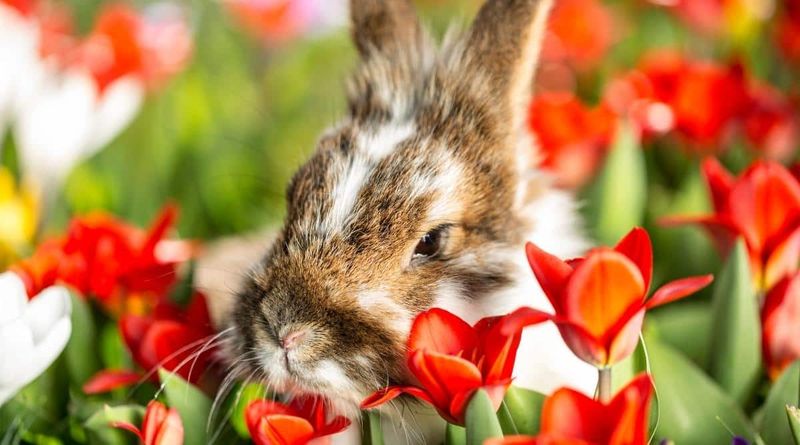 Young Flower Shoots Get Nibbled Early