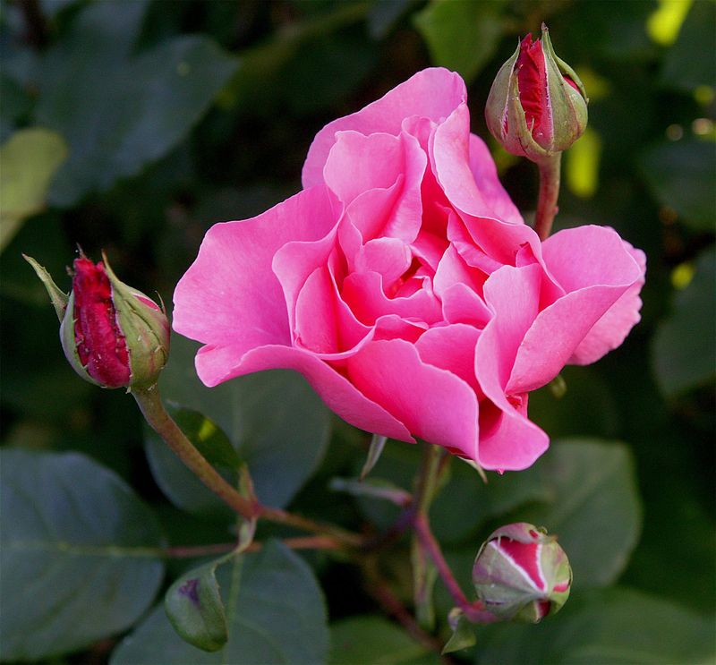 How To Support Rapid Growth