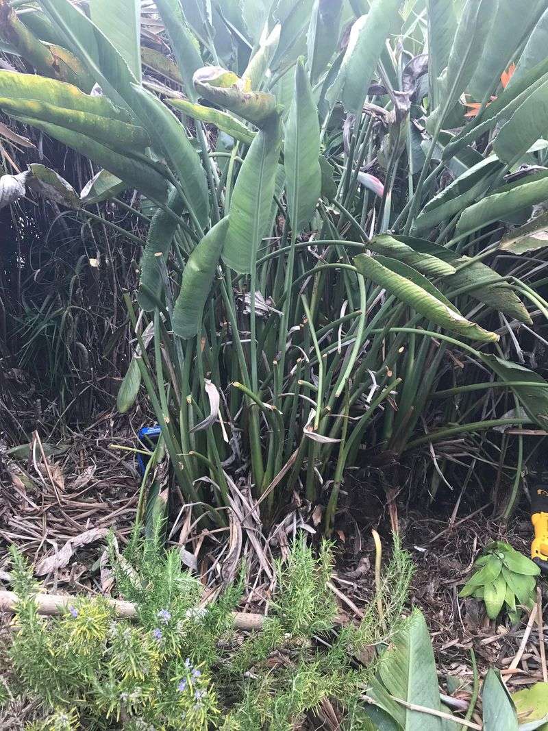 Crowded Roots Can Prevent Flowering Over Time