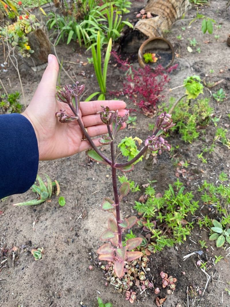 Damp Conditions Encourage Fungal Problems