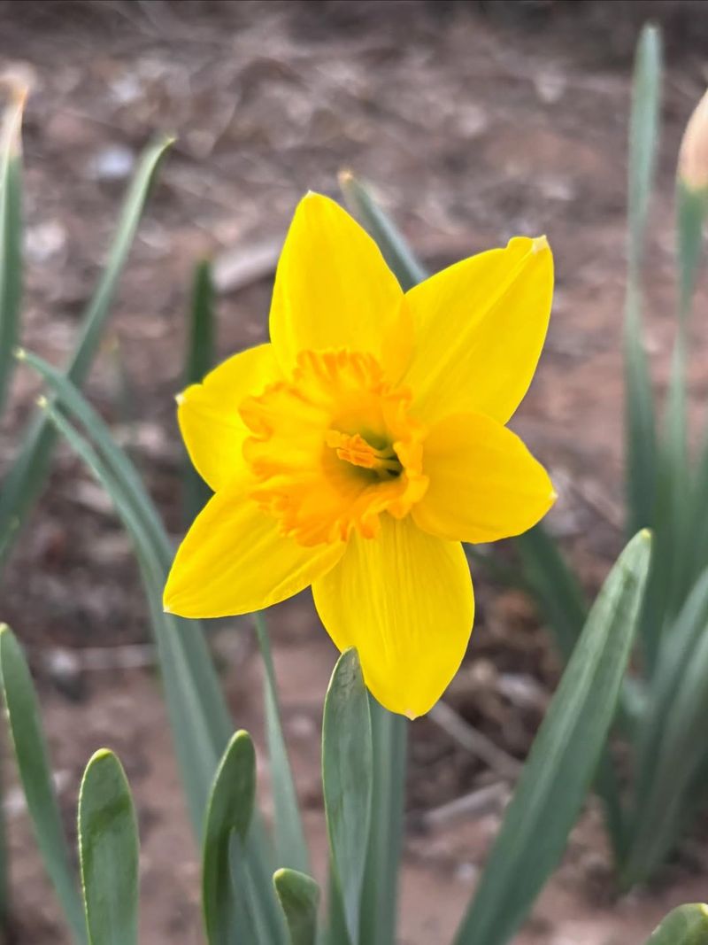 Planting In Partial Sun Helps Protect Blooms From Heat