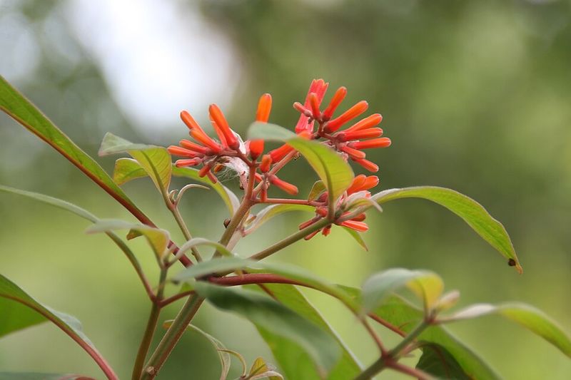 Firebush Brings Fiery Blooms And Pollinator Energy
