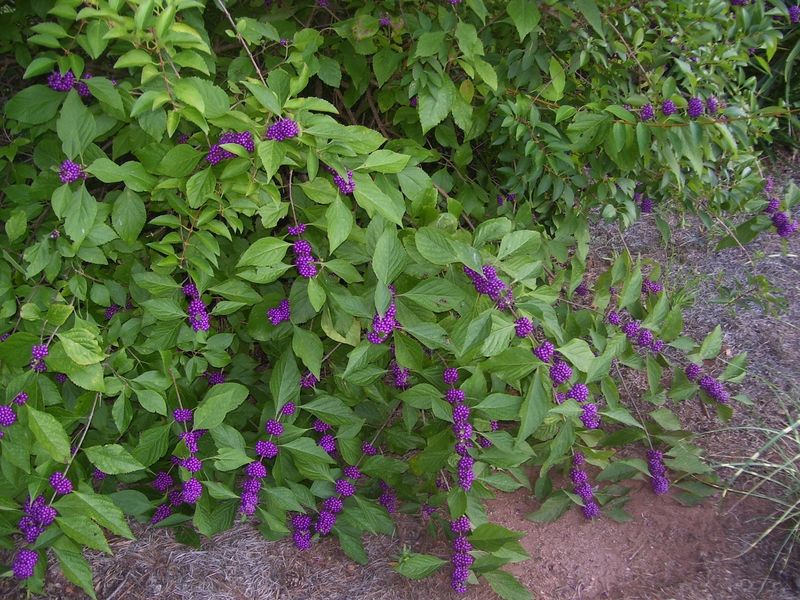 American Beautyberry Adds Color And Wildlife Value In Partial Shade