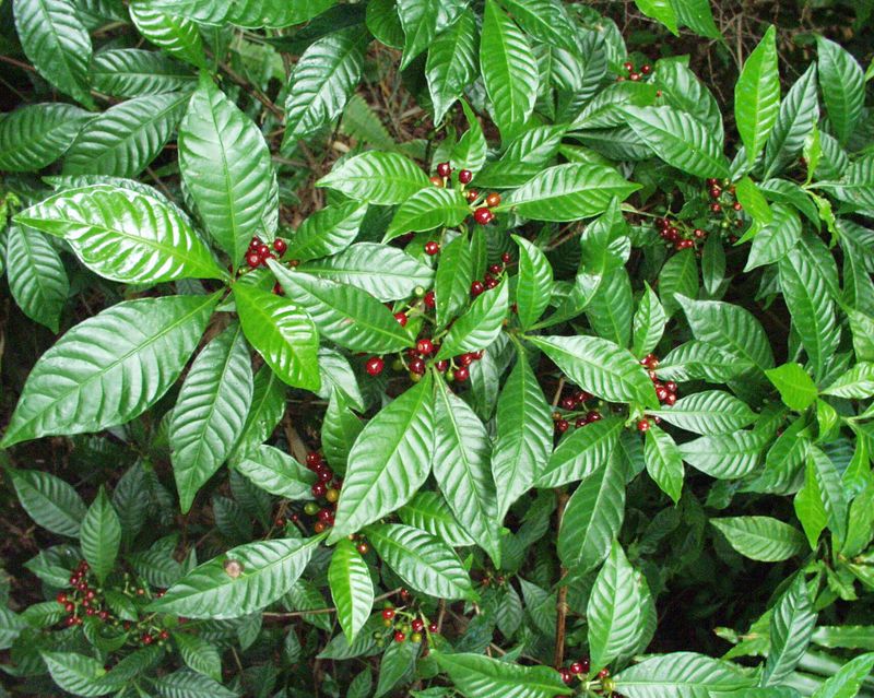 Wild Coffee Shows Off Glossy Leaves And Red Berries