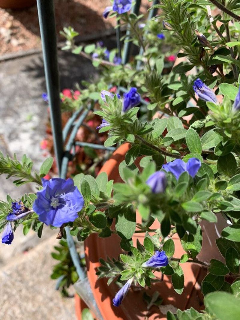 Blue Daze Can Be Trimmed To Refresh Its Spreading Growth