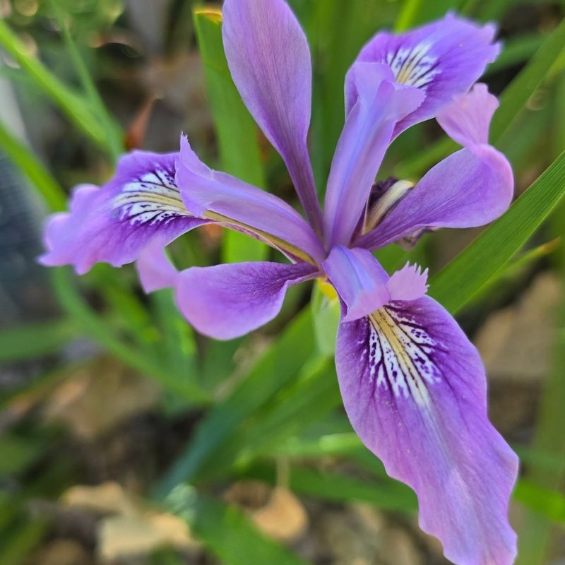 Douglas Iris
