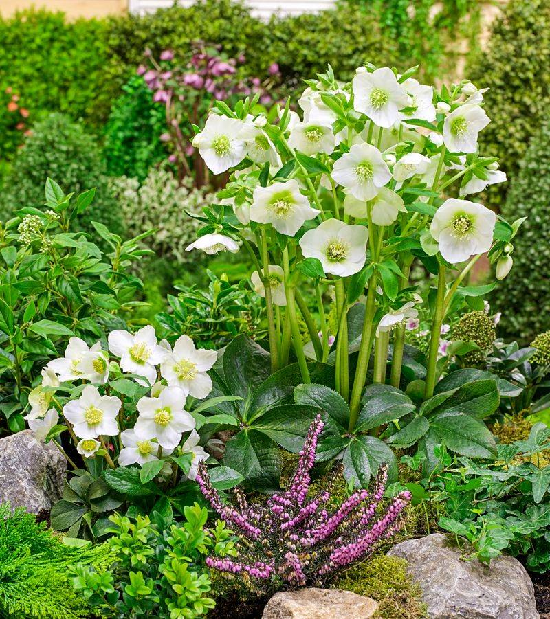 Hellebore Brings Early Charm To Neat Ohio Entryways