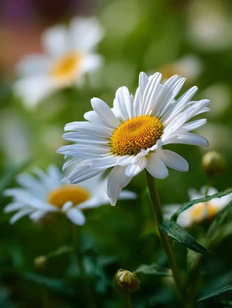 Shasta Daisies Deliver Classic Blooms With Ease
