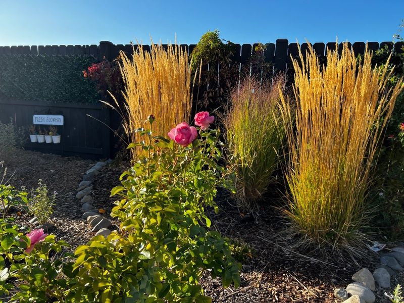 Ornamental Grasses For Movement And Texture