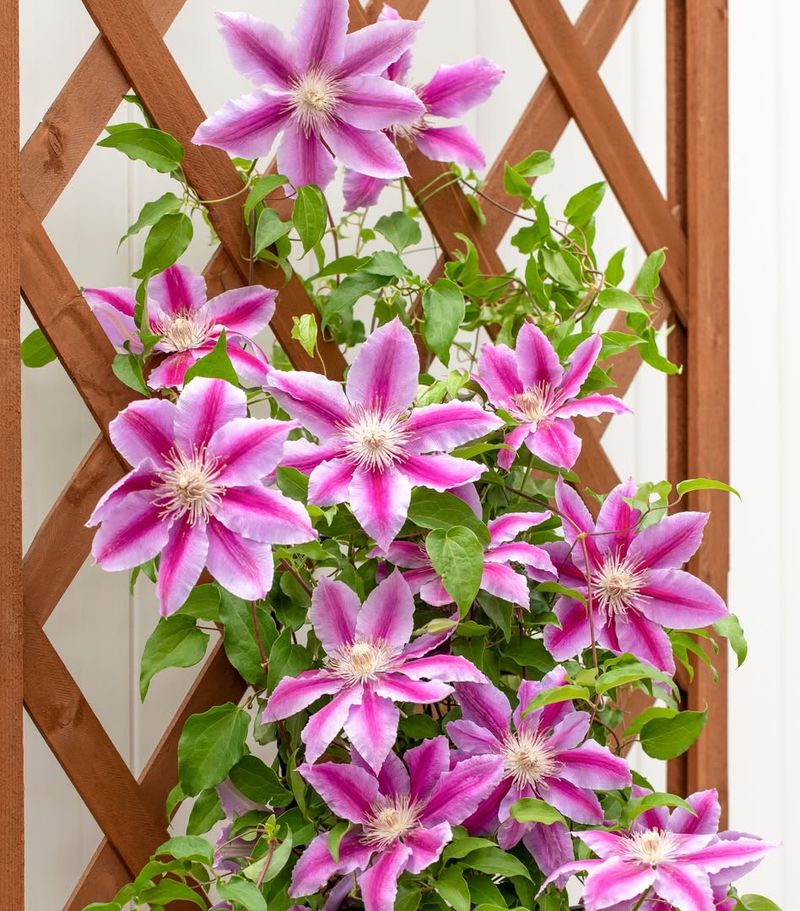 Clematis