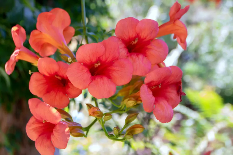 Crossvine Fills In Fast Without Looking Heavy