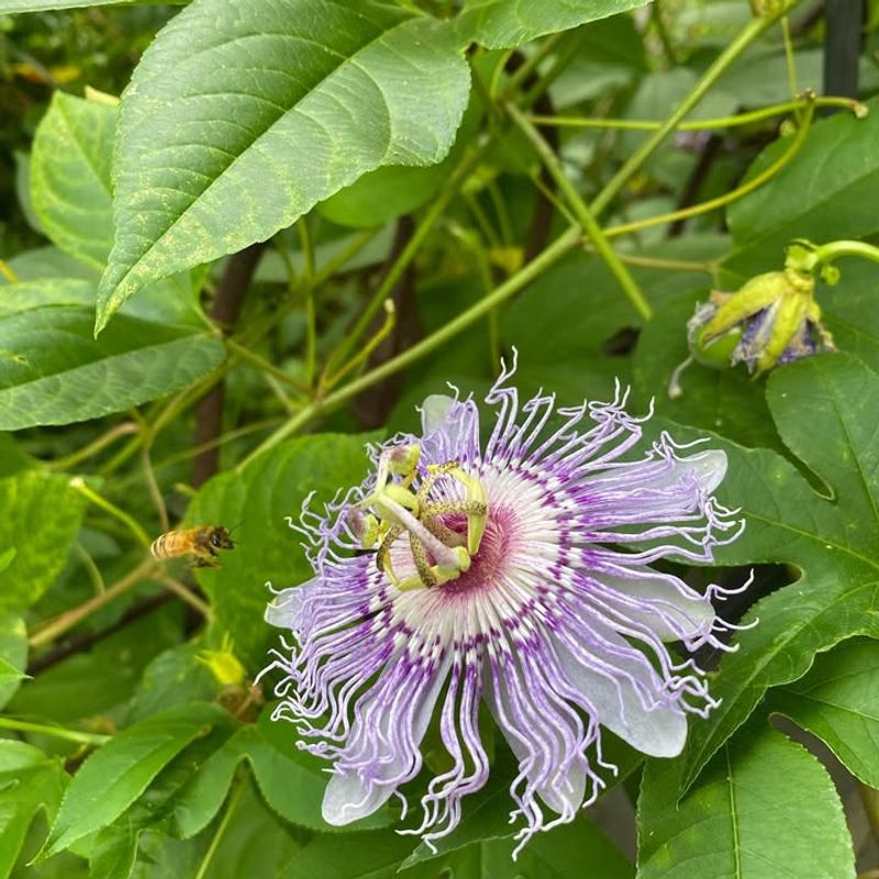 Passionflower Displays Unusual Star-Shaped Blooms