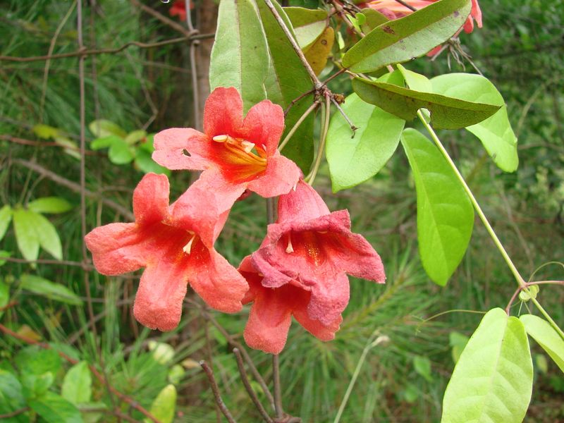 Crossvine Bursts Into Fiery Spring Color