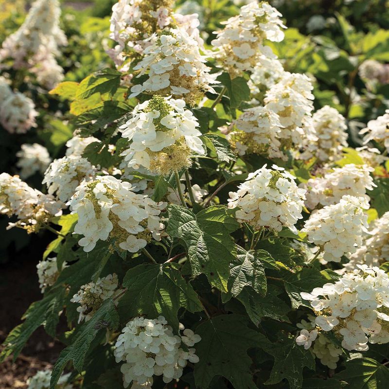 Oakleaf Hydrangea Softens Fences With Lush Foliage
