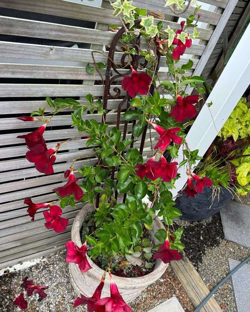 Mandevilla Loves The Heat And Shows It Off