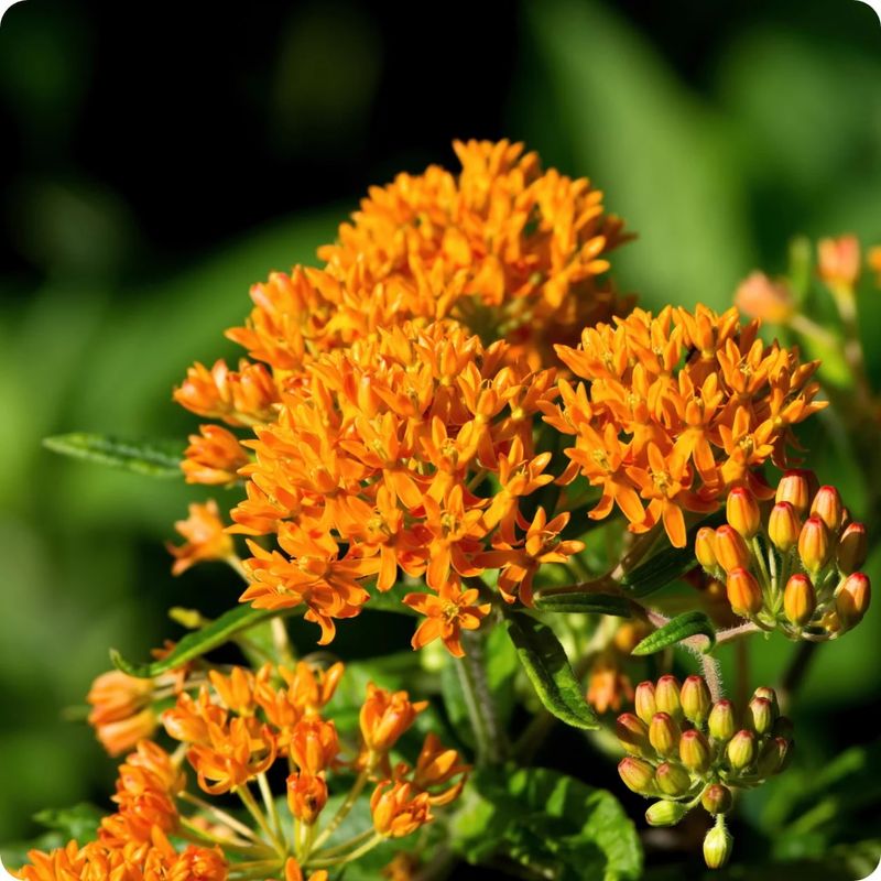 Butterfly Weed Tolerates Heat And Drier Soil
