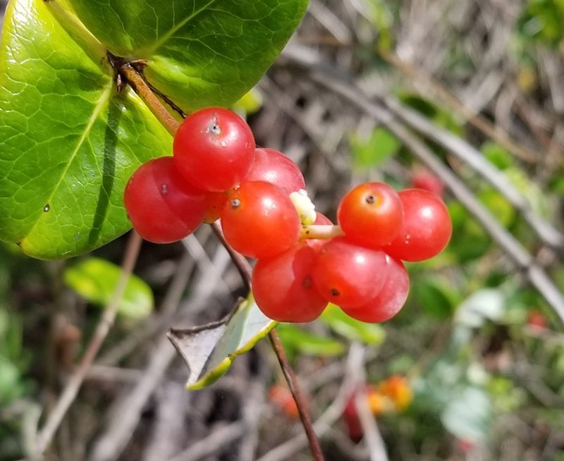 It Feeds Songbirds All Year Long