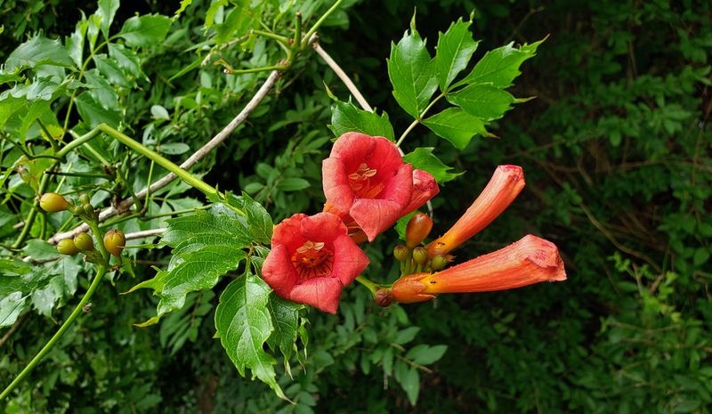 Trumpet Vine (Campsis Radicans)