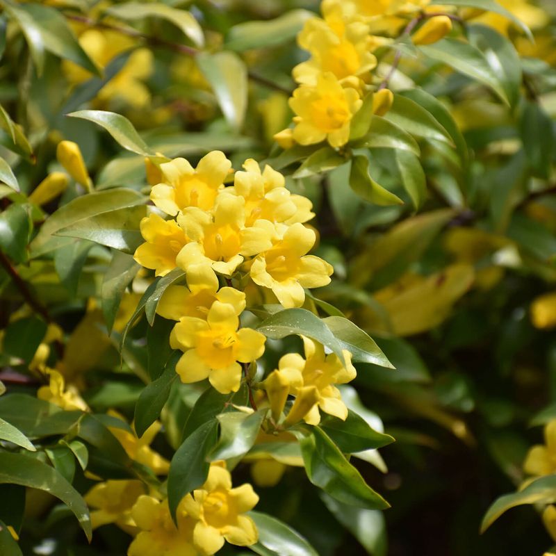 Carolina Jessamine (Gelsemium Sempervirens)