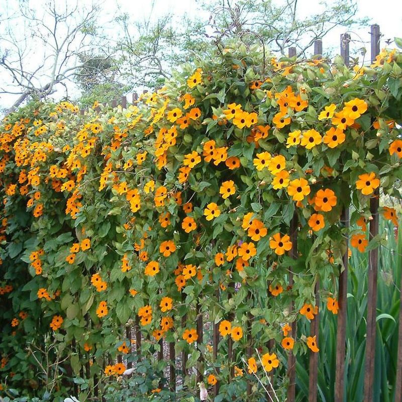 Black-Eyed Susan Vine (Thunbergia Alata)