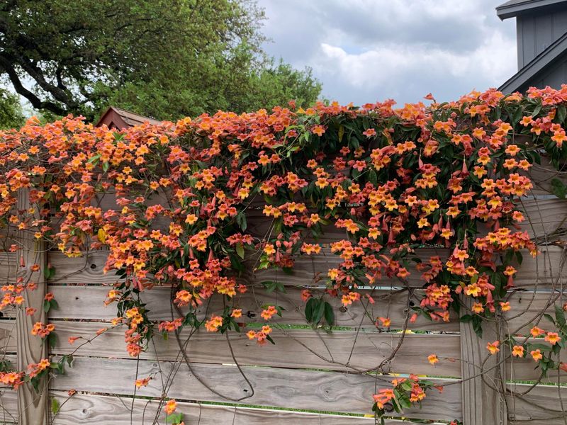Crossvine (Bignonia Capreolata)