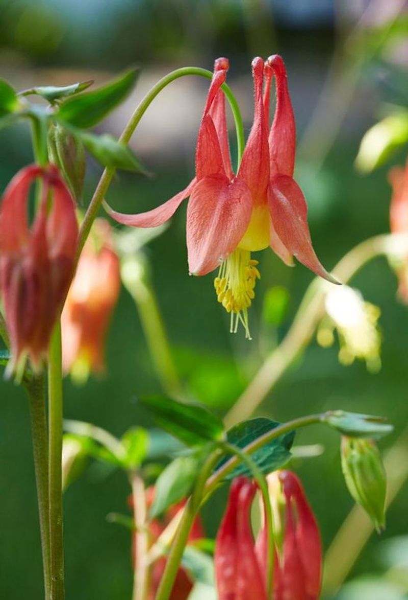 Eastern Red Columbine Offers Early Spring Nectar For Orioles