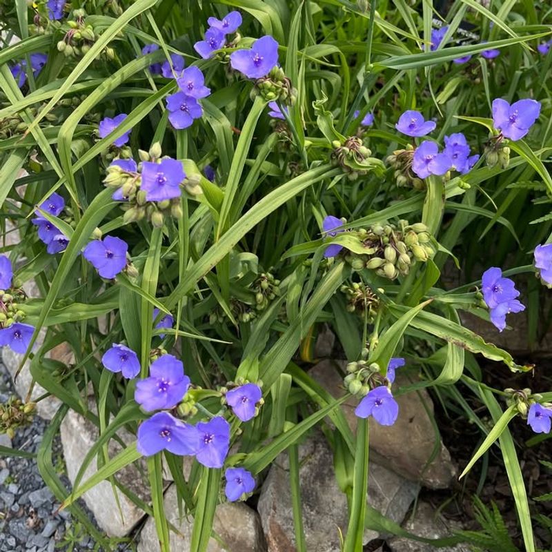Spiderwort Shoots Up Fast With Early Purple Flowers