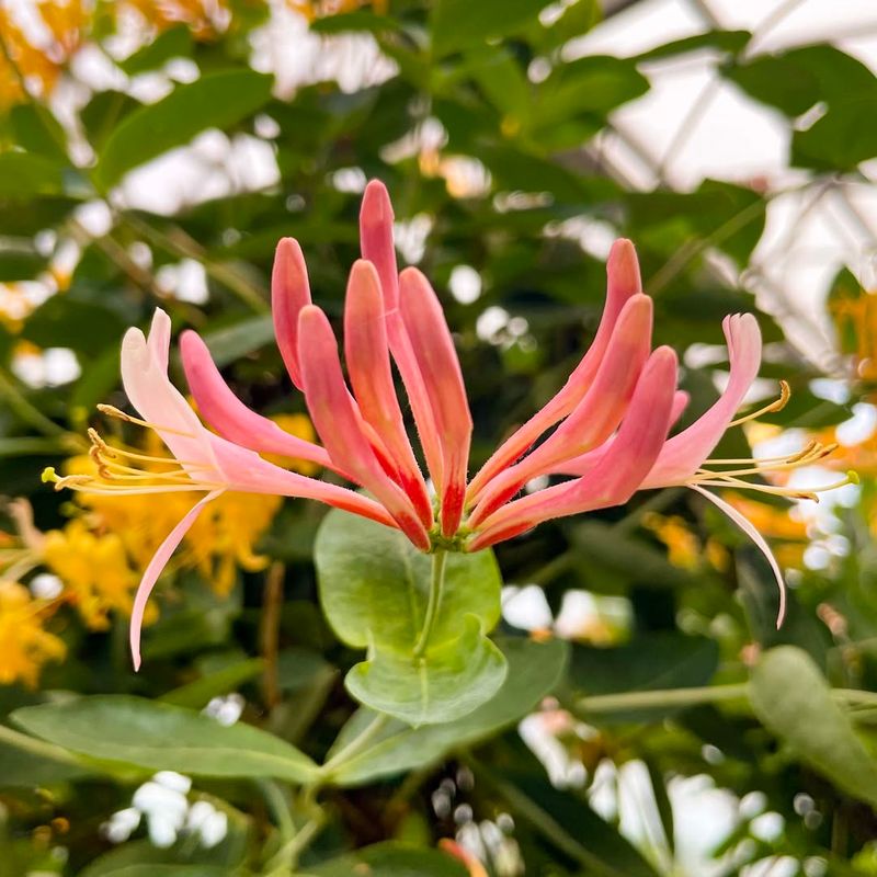 Honeysuckle Spreads Fragrant Flowers Across Trellises