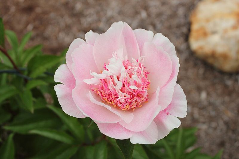 Do Tell Stands Out With A More Unusual Bloom Shape