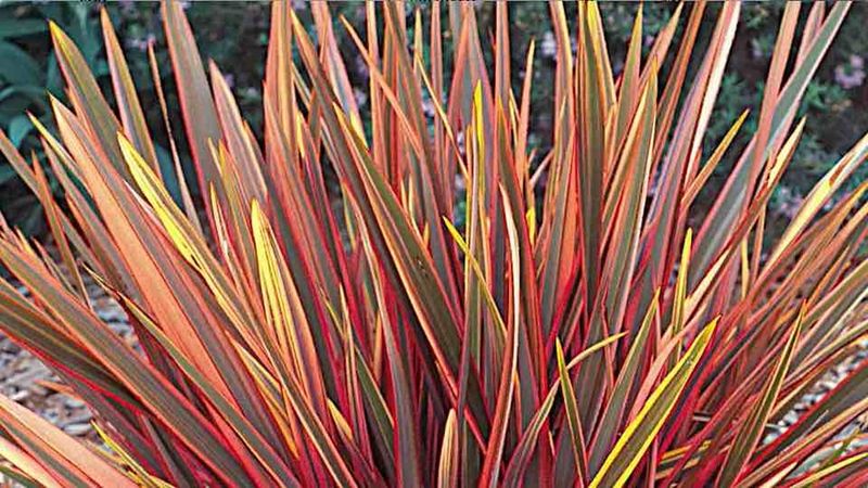 New Zealand Flax