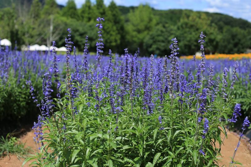 Salvia (Mealy Blue Sage)