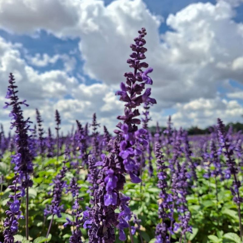 Salvia