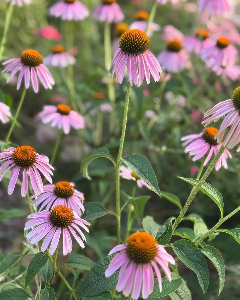 Purple Coneflower