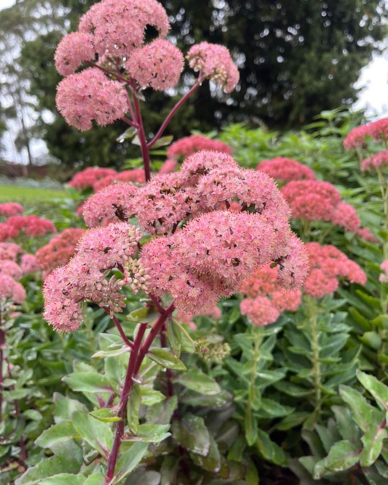 Sedum 'Spectacular'