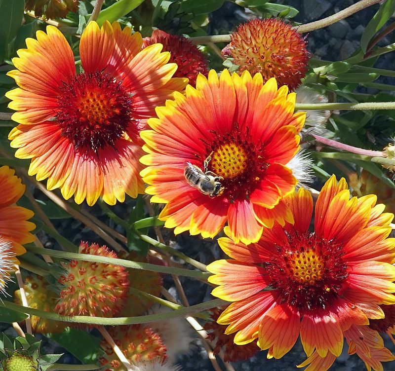 Blanket Flower