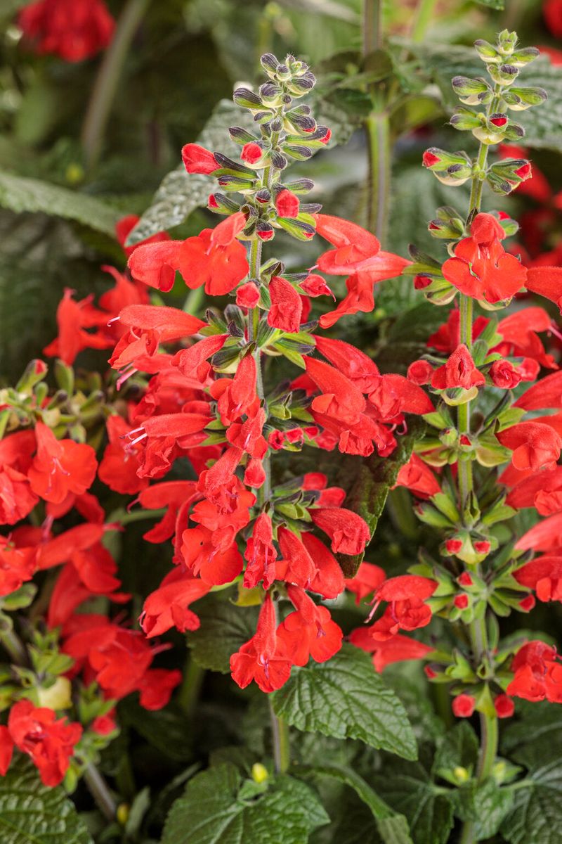 Salvia Powers Through Heat And Humidity