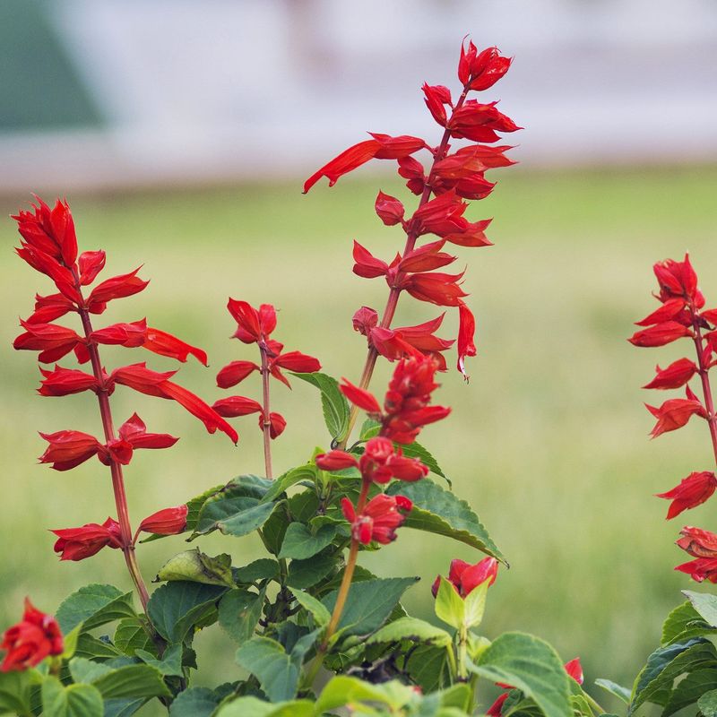 Salvia Blooms Long And Handles Florida Heat With Ease