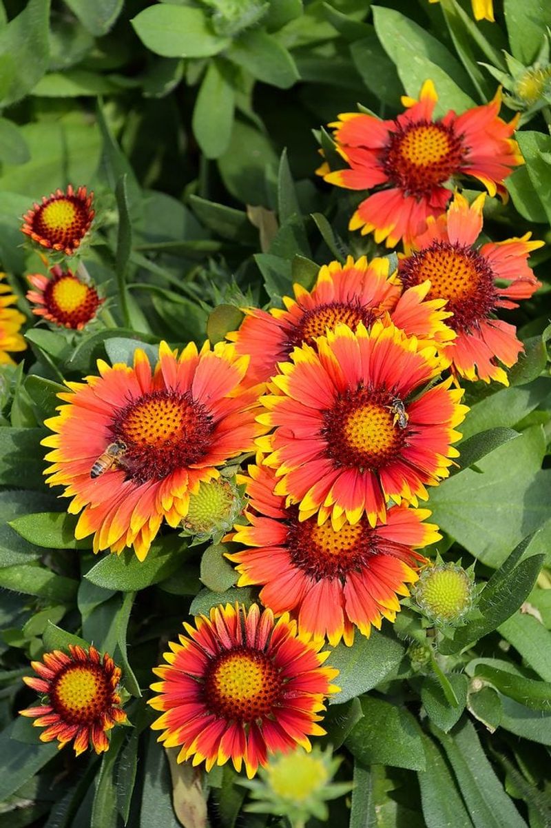 Blanket Flower (Gaillardia Spp.)